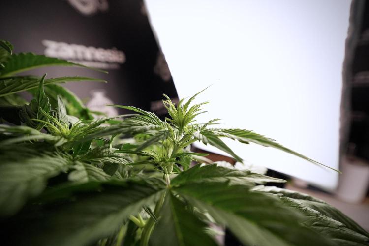 Lemon Cherry Gelato YumYum. Week 6 - Lemon Cherry Gelato 12/12 from seed