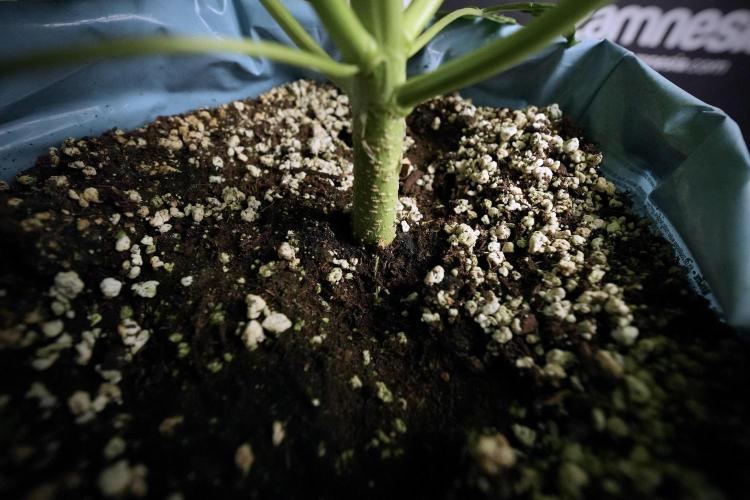 Lemon Cherry Gelato YumYum. Week 6 - Lemon Cherry Gelato 12/12 from seed