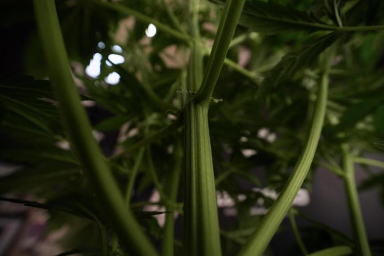 Lemon Cherry Gelato YumYum. Week 6 - Lemon Cherry Gelato 12/12 from seed