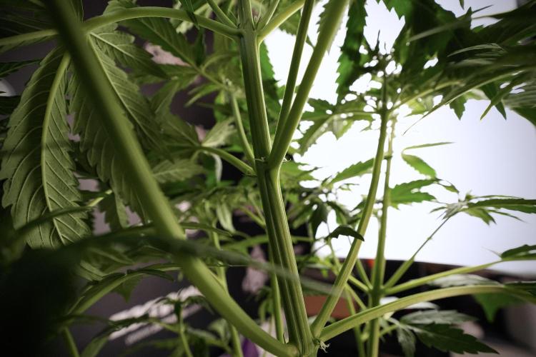 Lemon Cherry Gelato YumYum. Week 6 - Lemon Cherry Gelato 12/12 from seed