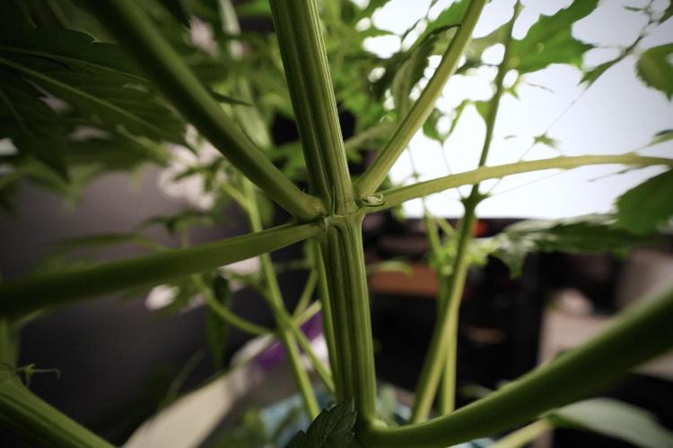 Lemon Cherry Gelato YumYum. Week 6 - Lemon Cherry Gelato 12/12 from seed