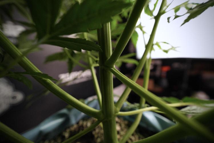 Lemon Cherry Gelato YumYum. Week 6 - Lemon Cherry Gelato 12/12 from seed