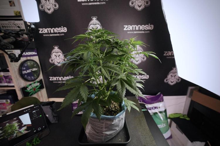 Lemon Cherry Gelato YumYum. Week 6 - Lemon Cherry Gelato 12/12 from seed