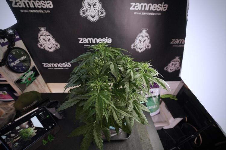 Lemon Cherry Gelato YumYum. Week 6 - Lemon Cherry Gelato 12/12 from seed