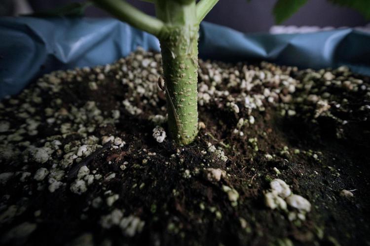 Lemon Cherry Gelato YumYum. Week 6 - Lemon Cherry Gelato 12/12 from seed