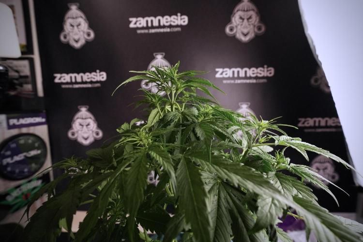 Lemon Cherry Gelato YumYum. Week 6 - Lemon Cherry Gelato 12/12 from seed