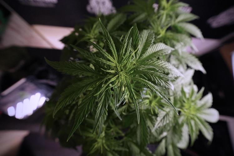 Lemon Cherry Gelato YumYum. Week 6 - Lemon Cherry Gelato 12/12 from seed