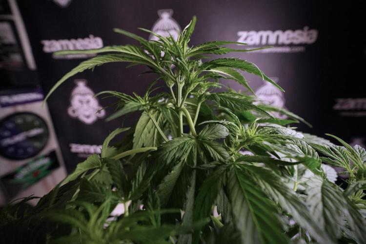 Lemon Cherry Gelato YumYum. Week 6 - Lemon Cherry Gelato 12/12 from seed