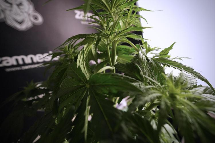 Lemon Cherry Gelato YumYum. Week 6 - Lemon Cherry Gelato 12/12 from seed