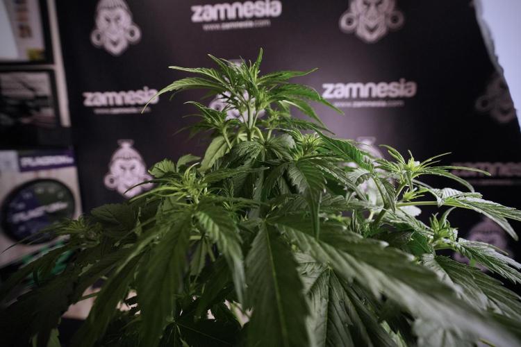 Lemon Cherry Gelato YumYum. Week 6 - Lemon Cherry Gelato 12/12 from seed