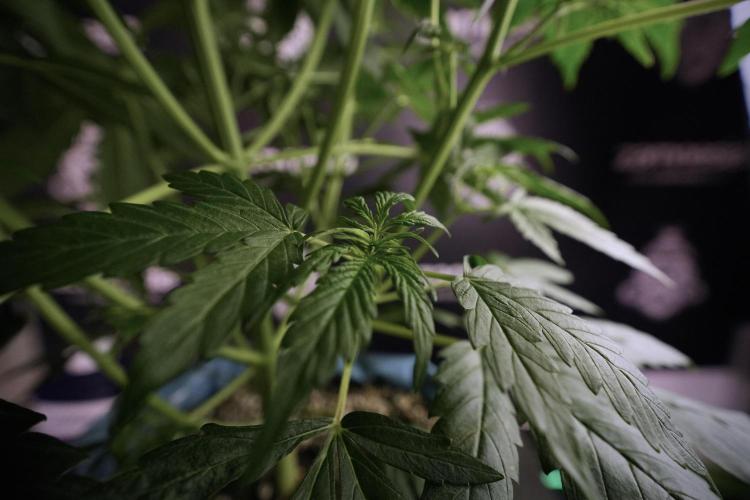 Lemon Cherry Gelato YumYum. Week 6 - Lemon Cherry Gelato 12/12 from seed