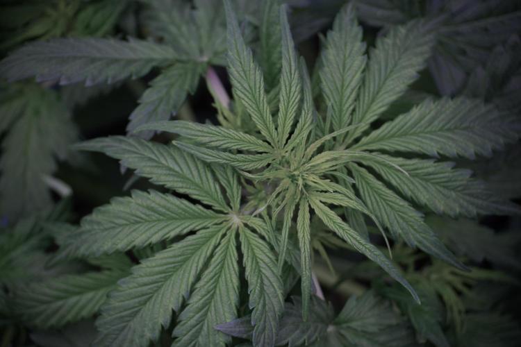 Lemon Cherry Gelato YumYum. Week 6 - Lemon Cherry Gelato 12/12 from seed