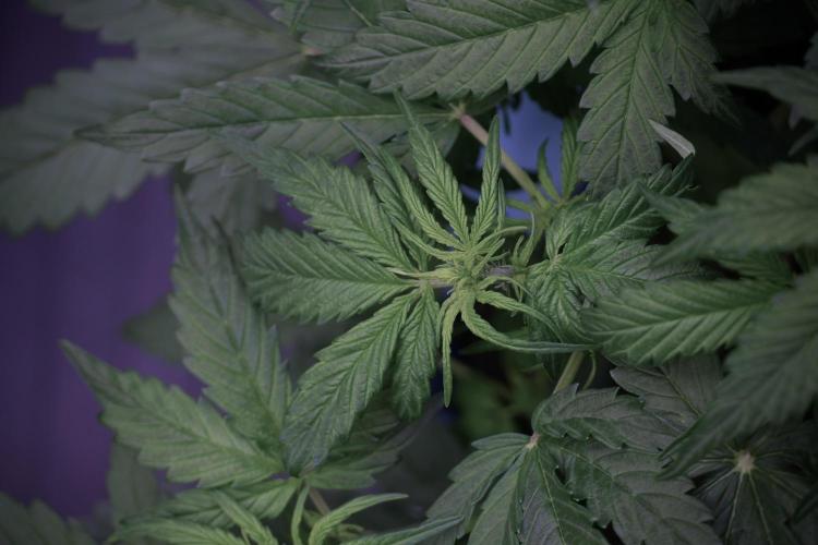 Lemon Cherry Gelato YumYum. Week 6 - Lemon Cherry Gelato 12/12 from seed