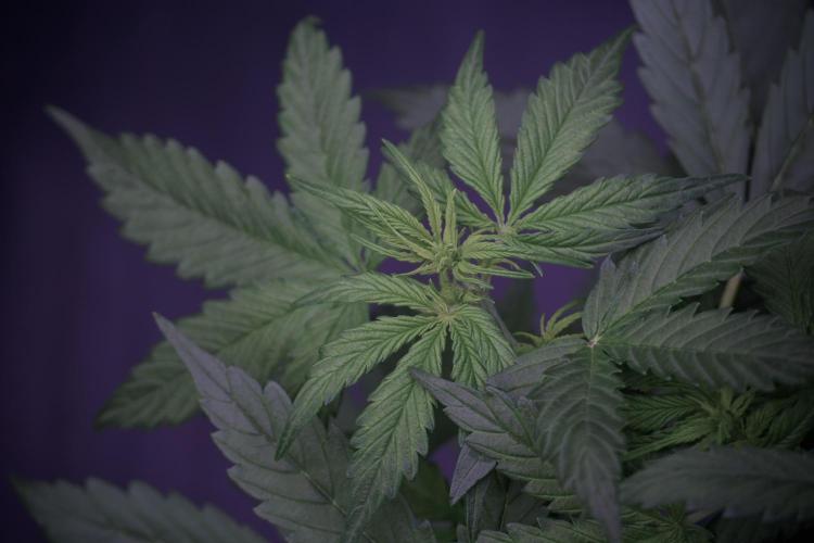 Lemon Cherry Gelato YumYum. Week 6 - Lemon Cherry Gelato 12/12 from seed