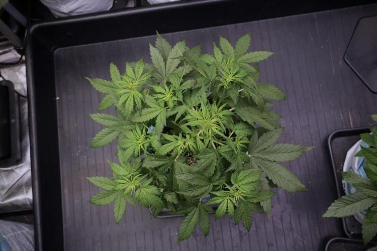 Lemon Cherry Gelato YumYum. Week 6 - Lemon Cherry Gelato 12/12 from seed