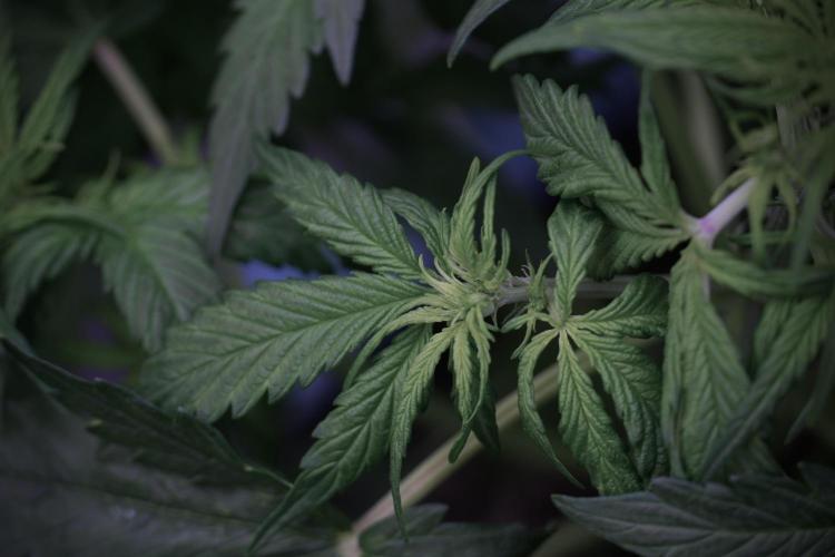 Lemon Cherry Gelato YumYum. Week 6 - Lemon Cherry Gelato 12/12 from seed