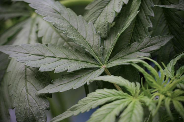 Lemon Cherry Gelato YumYum. Week 6 - Lemon Cherry Gelato 12/12 from seed