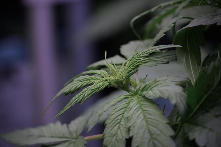 Lemon Cherry Gelato YumYum. Week 6 - Lemon Cherry Gelato 12/12 from seed