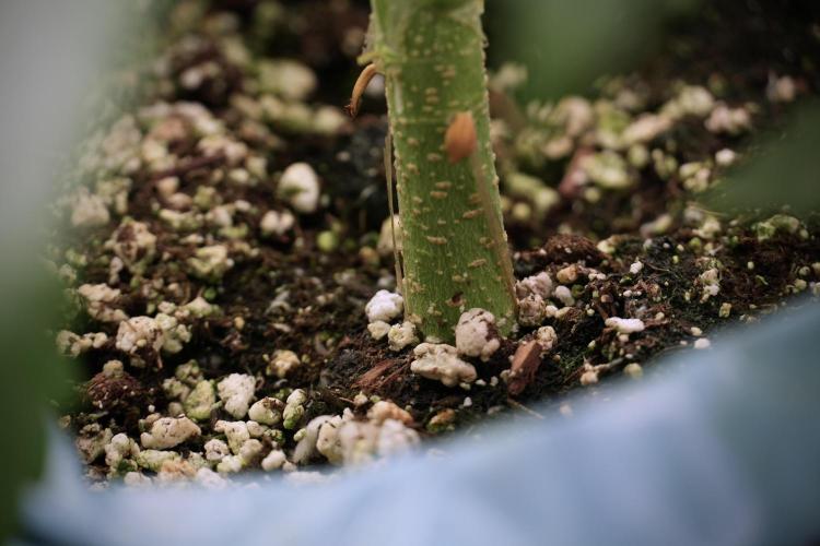 Lemon Cherry Gelato YumYum. Week 6 - Lemon Cherry Gelato 12/12 from seed