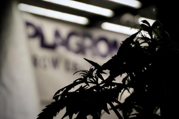 Lemon Cherry Gelato YumYum. Week 6 - Lemon Cherry Gelato 12/12 from seed