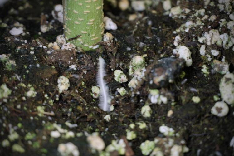 Lemon Cherry Gelato YumYum. Week 6 - Lemon Cherry Gelato 12/12 from seed