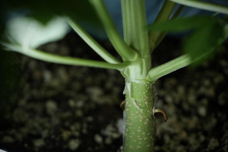 Lemon Cherry Gelato YumYum. Week 6 - Lemon Cherry Gelato 12/12 from seed
