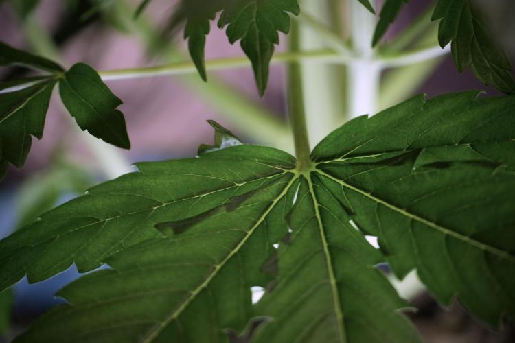 Lemon Cherry Gelato YumYum. Week 6 - Lemon Cherry Gelato 12/12 from seed