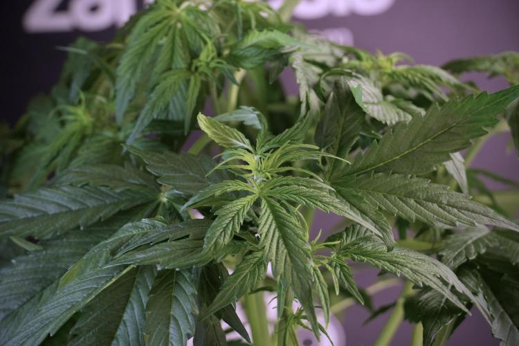 Lemon Cherry Gelato YumYum. Week 6 - Lemon Cherry Gelato 12/12 from seed