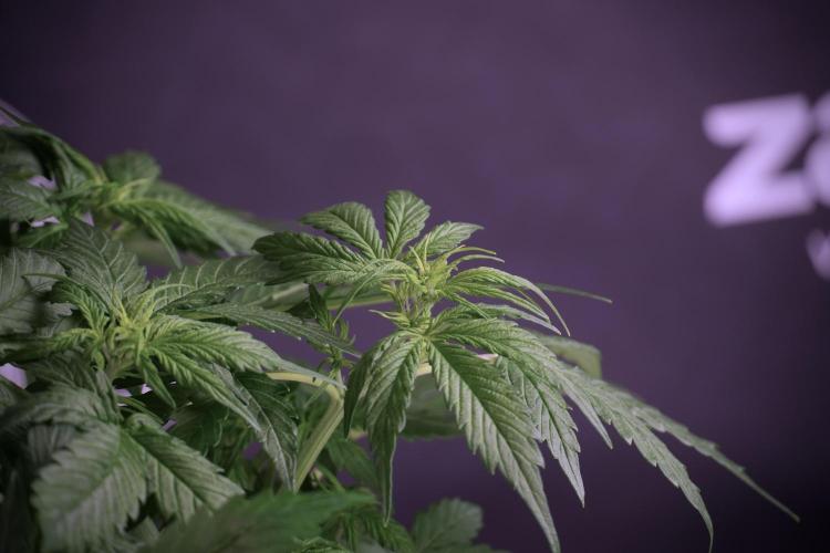 Lemon Cherry Gelato YumYum. Week 6 - Lemon Cherry Gelato 12/12 from seed