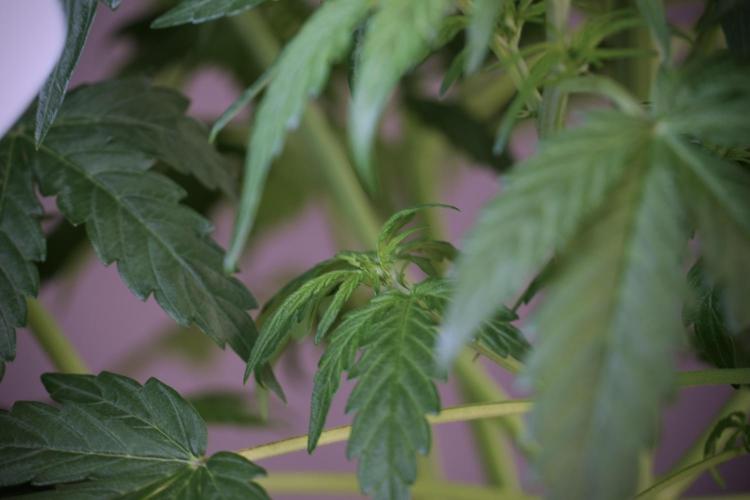 Lemon Cherry Gelato YumYum. Week 6 - Lemon Cherry Gelato 12/12 from seed