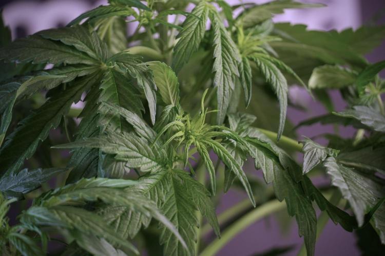 Lemon Cherry Gelato YumYum. Week 6 - Lemon Cherry Gelato 12/12 from seed