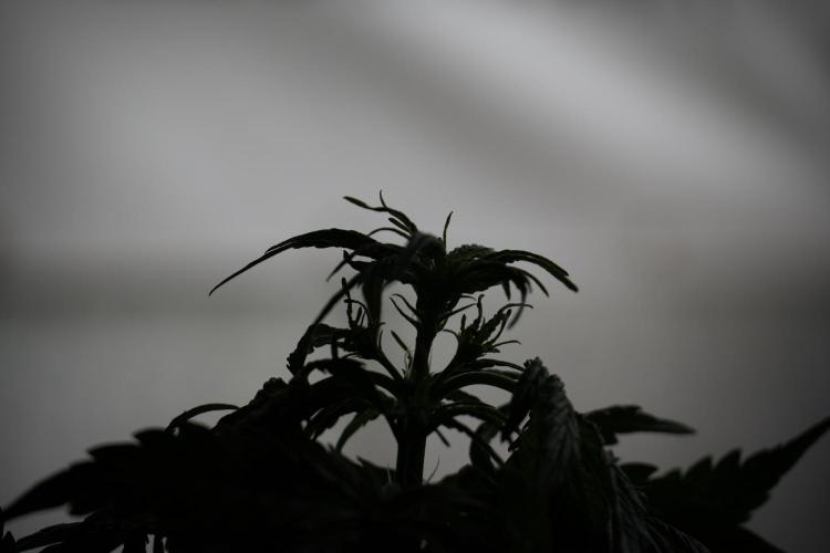 Lemon Cherry Gelato YumYum. Week 6 - Lemon Cherry Gelato 12/12 from seed