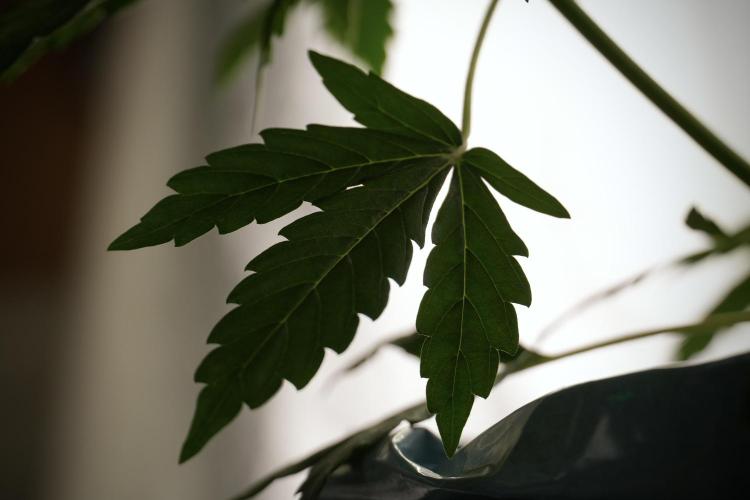 Lemon Cherry Gelato YumYum. Week 6 - Lemon Cherry Gelato 12/12 from seed