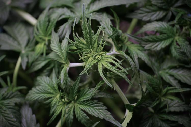 Lemon Cherry Gelato YumYum. Week 6 - Lemon Cherry Gelato 12/12 from seed