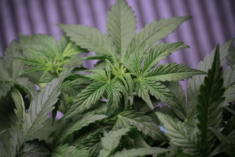 Lemon Cherry Gelato YumYum. Week 6 - Lemon Cherry Gelato 12/12 from seed