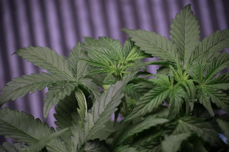 Lemon Cherry Gelato YumYum. Week 6 - Lemon Cherry Gelato 12/12 from seed