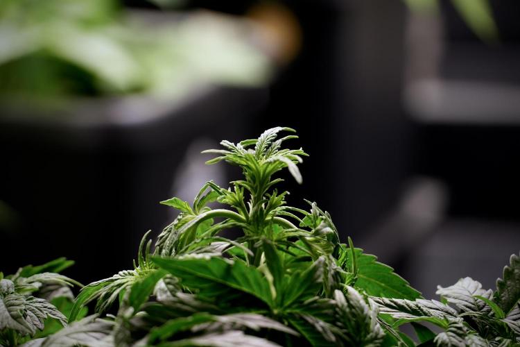 Lemon Cherry Gelato YumYum. Week 6 - Lemon Cherry Gelato 12/12 from seed