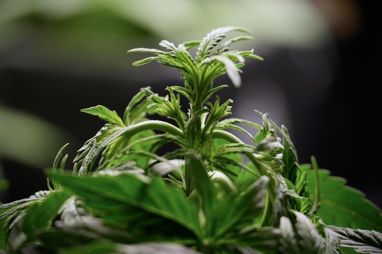 Lemon Cherry Gelato YumYum. Week 6 - Lemon Cherry Gelato 12/12 from seed