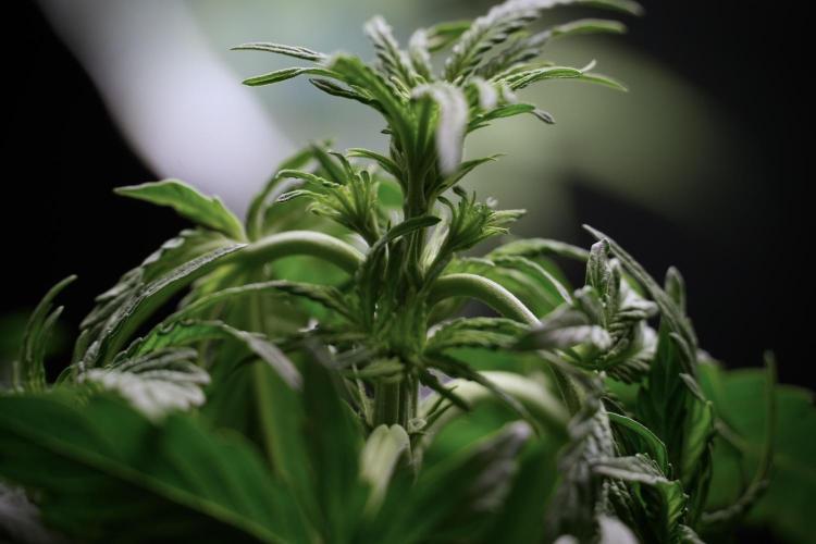 Lemon Cherry Gelato YumYum. Week 6 - Lemon Cherry Gelato 12/12 from seed