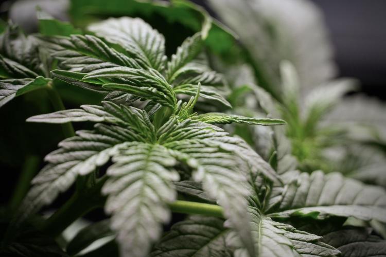 Lemon Cherry Gelato YumYum. Week 6 - Lemon Cherry Gelato 12/12 from seed