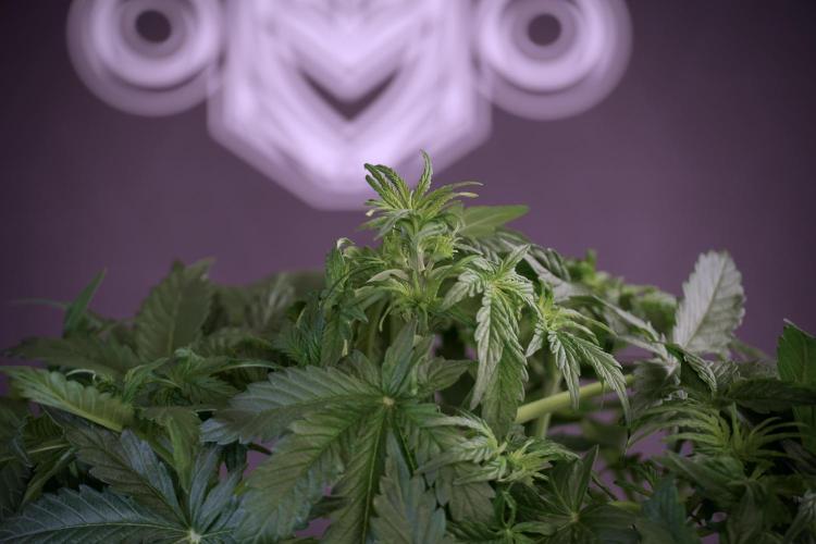 Lemon Cherry Gelato YumYum. Week 6 - Lemon Cherry Gelato 12/12 from seed