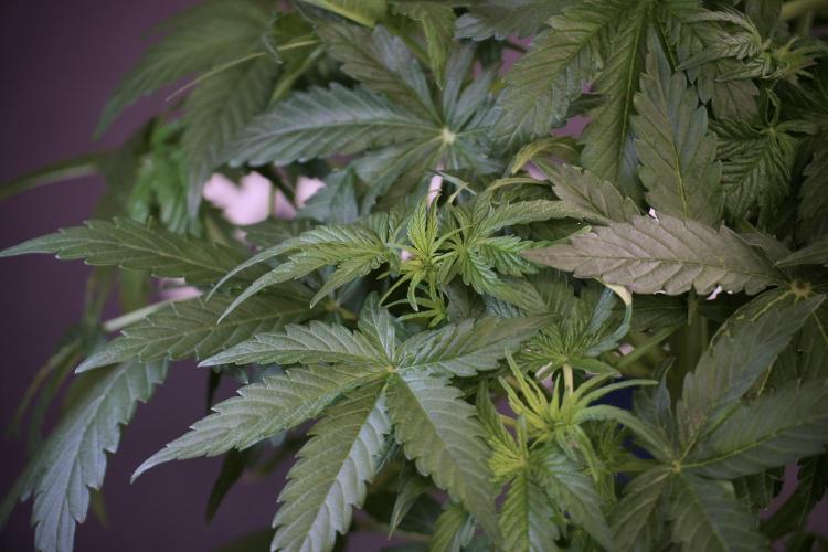 Lemon Cherry Gelato YumYum. Week 6 - Lemon Cherry Gelato 12/12 from seed