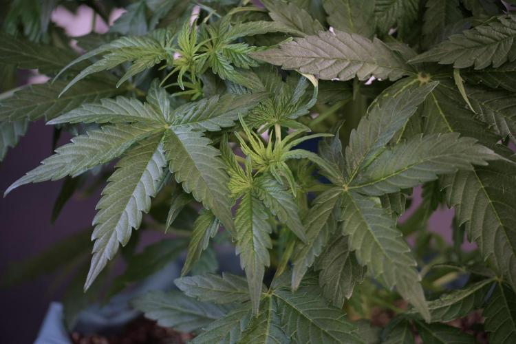 Lemon Cherry Gelato YumYum. Week 6 - Lemon Cherry Gelato 12/12 from seed