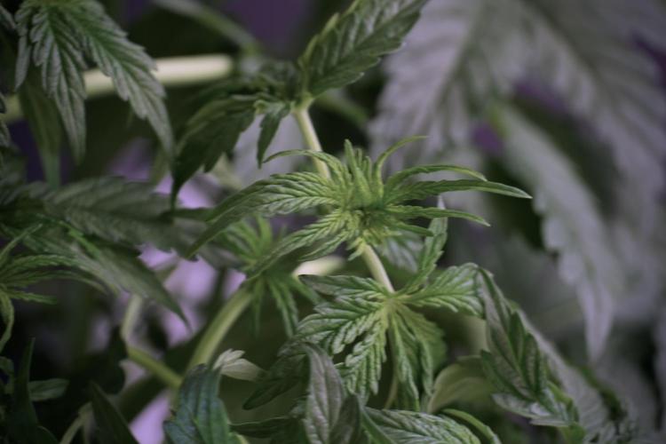 Lemon Cherry Gelato YumYum. Week 6 - Lemon Cherry Gelato 12/12 from seed