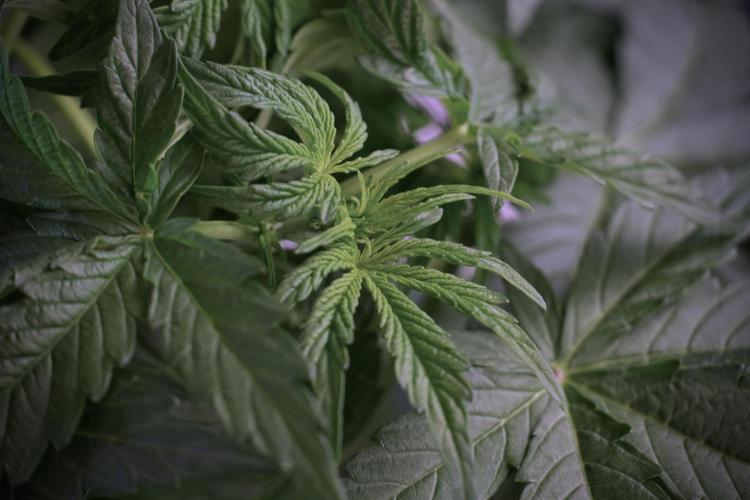 Lemon Cherry Gelato YumYum. Week 6 - Lemon Cherry Gelato 12/12 from seed