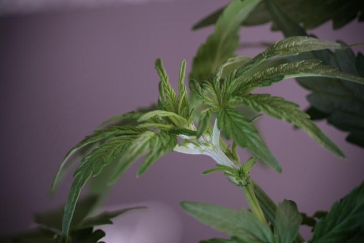 Lemon Cherry Gelato YumYum. Week 6 - Lemon Cherry Gelato 12/12 from seed