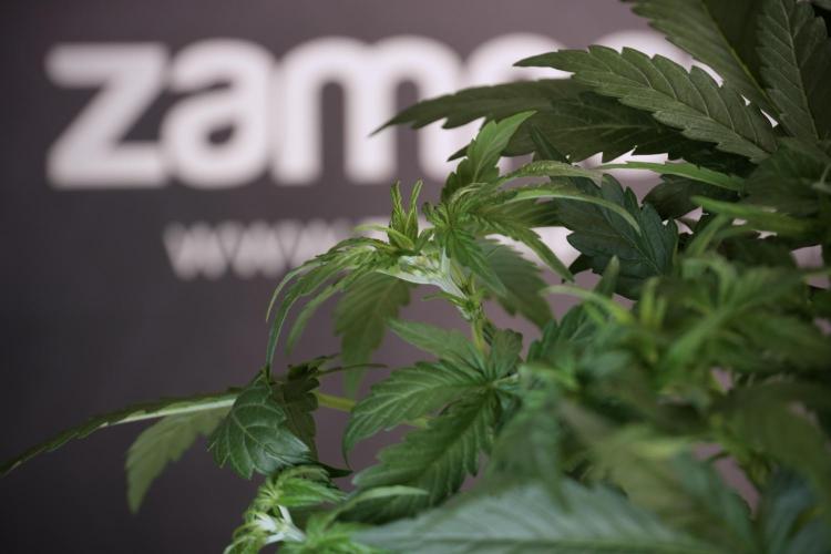 Lemon Cherry Gelato YumYum. Week 6 - Lemon Cherry Gelato 12/12 from seed