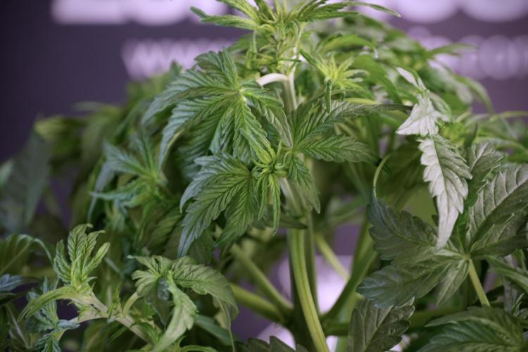 Lemon Cherry Gelato YumYum. Week 6 - Lemon Cherry Gelato 12/12 from seed