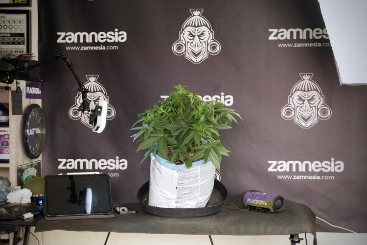 Lemon Cherry Gelato YumYum. Week 6 - Lemon Cherry Gelato 12/12 from seed