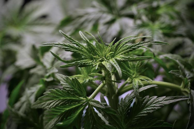 Lemon Cherry Gelato YumYum. Week 6 - Lemon Cherry Gelato 12/12 from seed